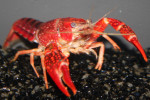 Kreeft Rood